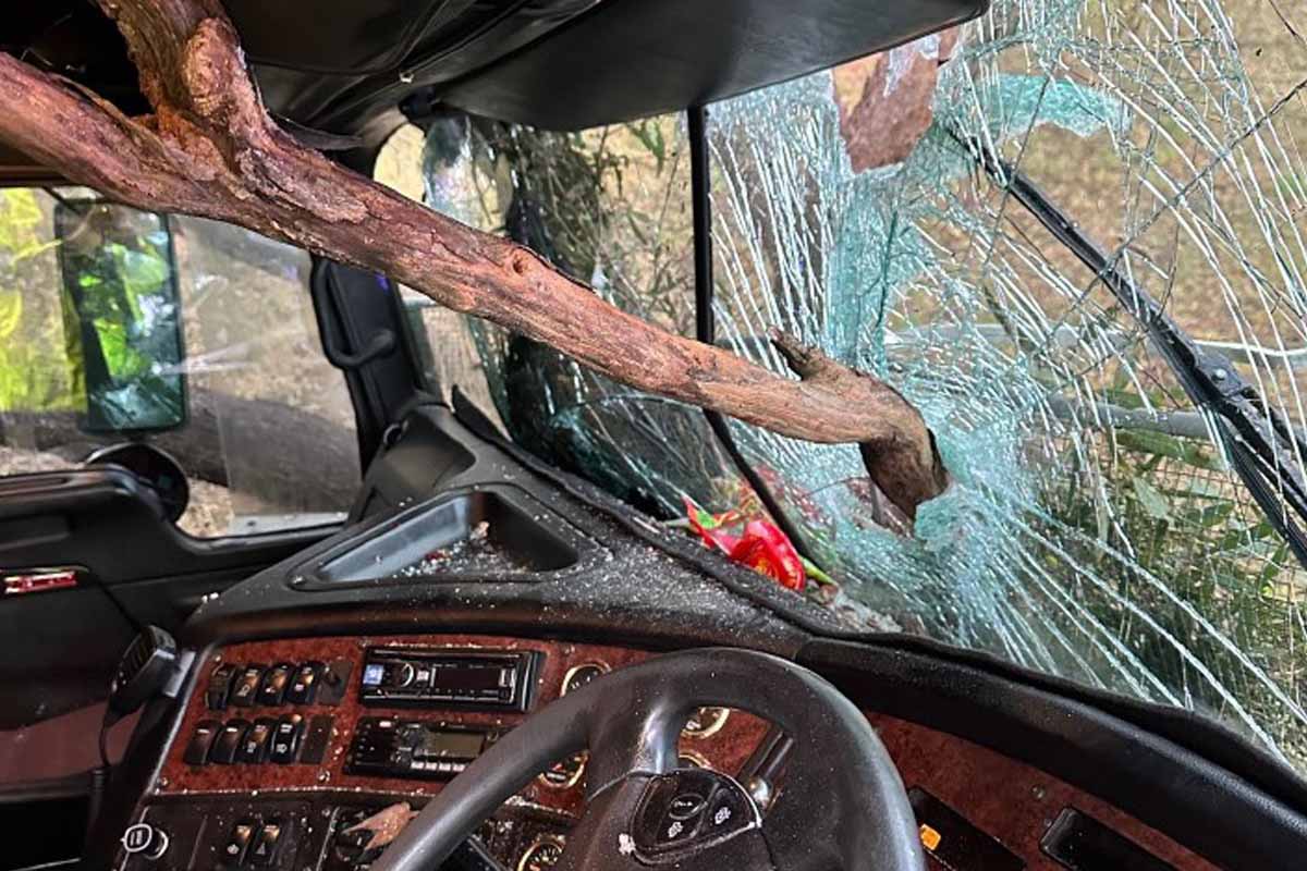 Lucky escape for truckie after tree smashes through windscreen